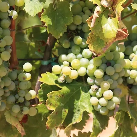 Becca , Heated Pool With Salt Water * Dracevice