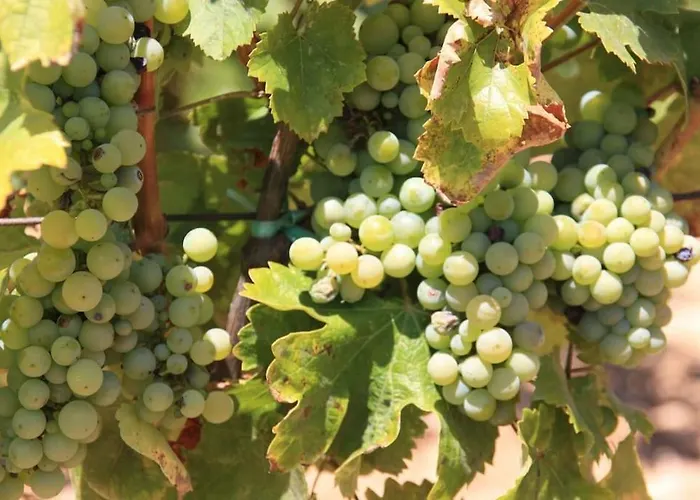 Becca , Heated Pool With Salt Water * Dracevice