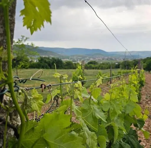 Becca , Heated Pool With Salt Water Dracevice